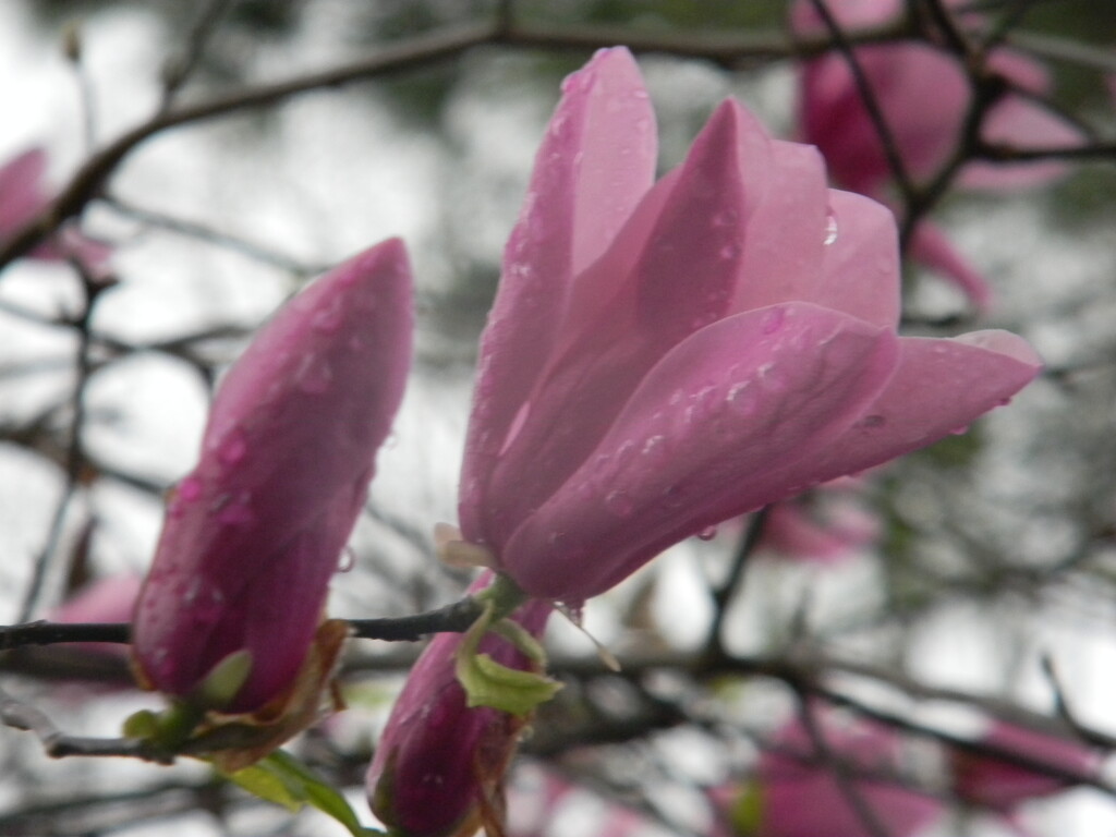 Magnolia Flower with Raindrops by sfeldphotos