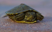 9th Mar 2024 - Baby Turtle