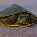 Baby Turtle by photohoot