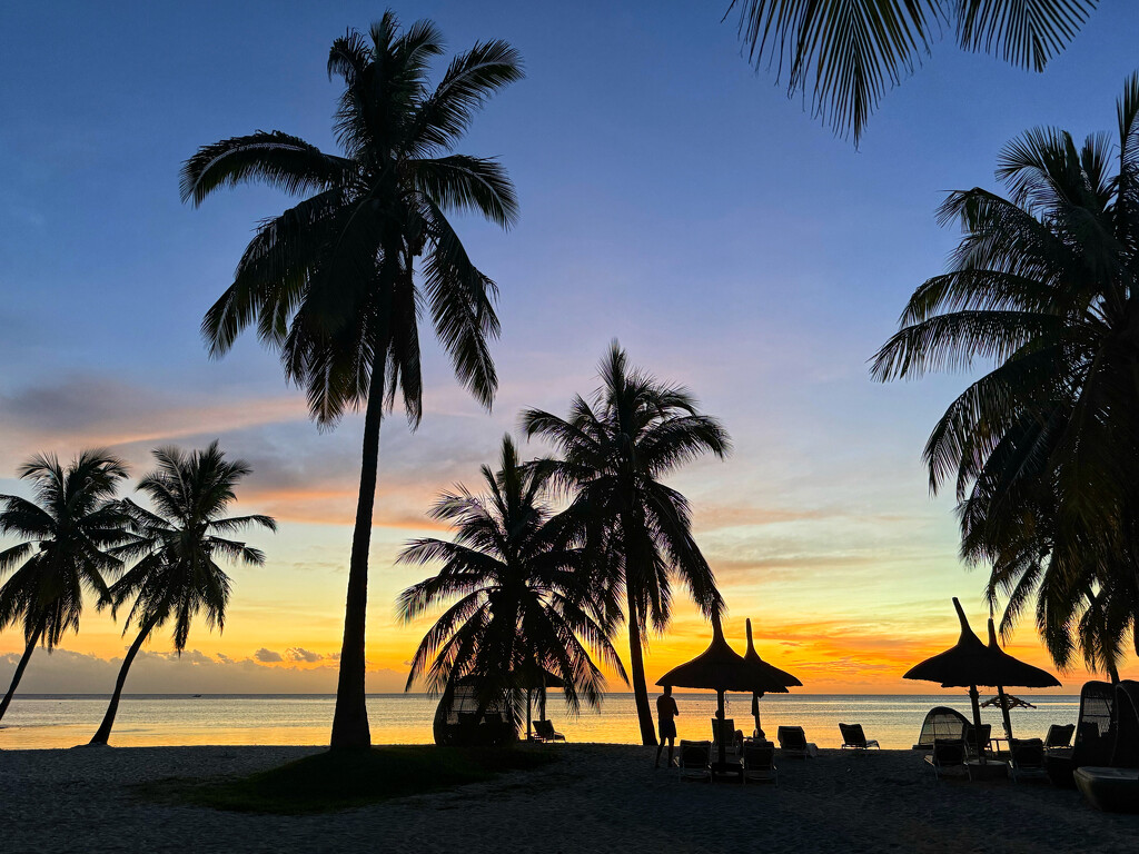 Sunset through the palm trees.  by cocobella