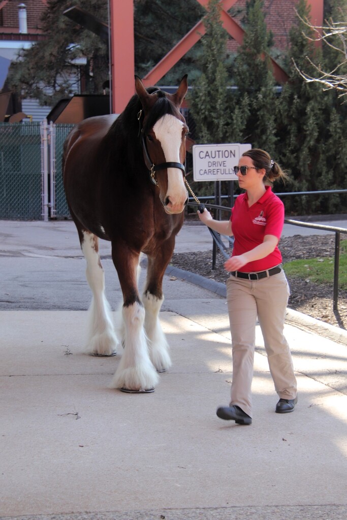 Budweiser Clydesdale  by randy23