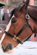 5th Mar 2024 - Close Up Of A Clydesdale 