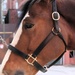 Close Up Of A Clydesdale  by randy23
