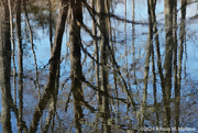 9th Mar 2024 - Watery Reflections