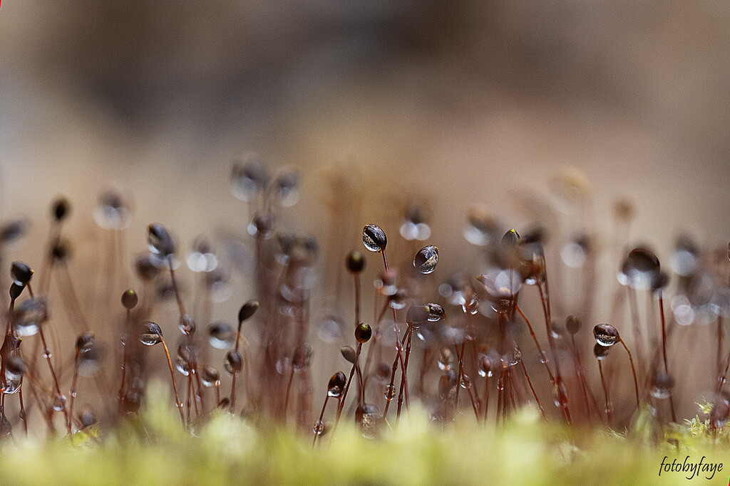 Moss with raindrops by fayefaye