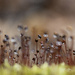 Moss with raindrops by fayefaye