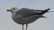 9th Mar 2024 - ring billed gull