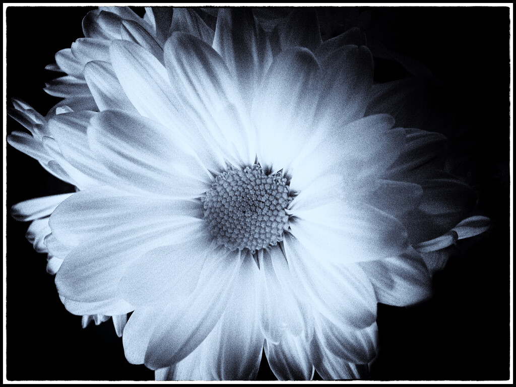 Just a daisy by joysabin