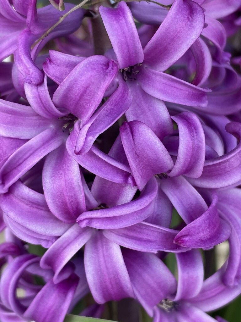 Purple hyacinth  by homeschoolmom