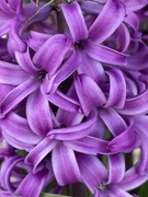 9th Mar 2024 - Purple hyacinth 