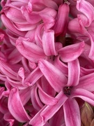 10th Mar 2024 - Pink hyacinth 