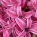 Pink hyacinth 