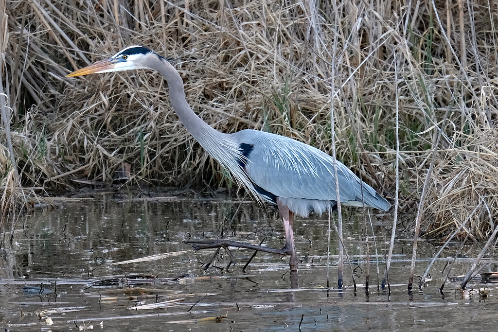 Great Blue Heron by lsquared