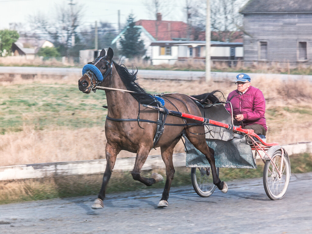 Harness Racer by cdcook48