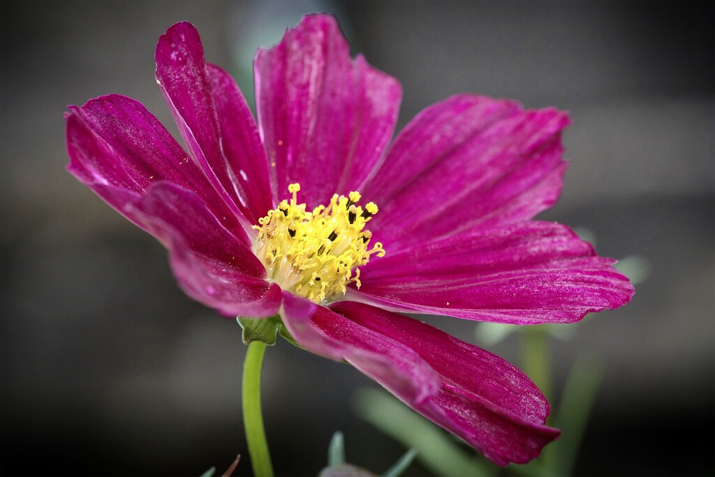 Cerise flower by dkbarnett