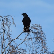 4th Mar 2024 - A Crow Enjoying the Sunshine