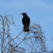 A Crow Enjoying the Sunshine by oldjosh
