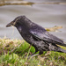 070 - Raven gathering nest material by rbrettschneider