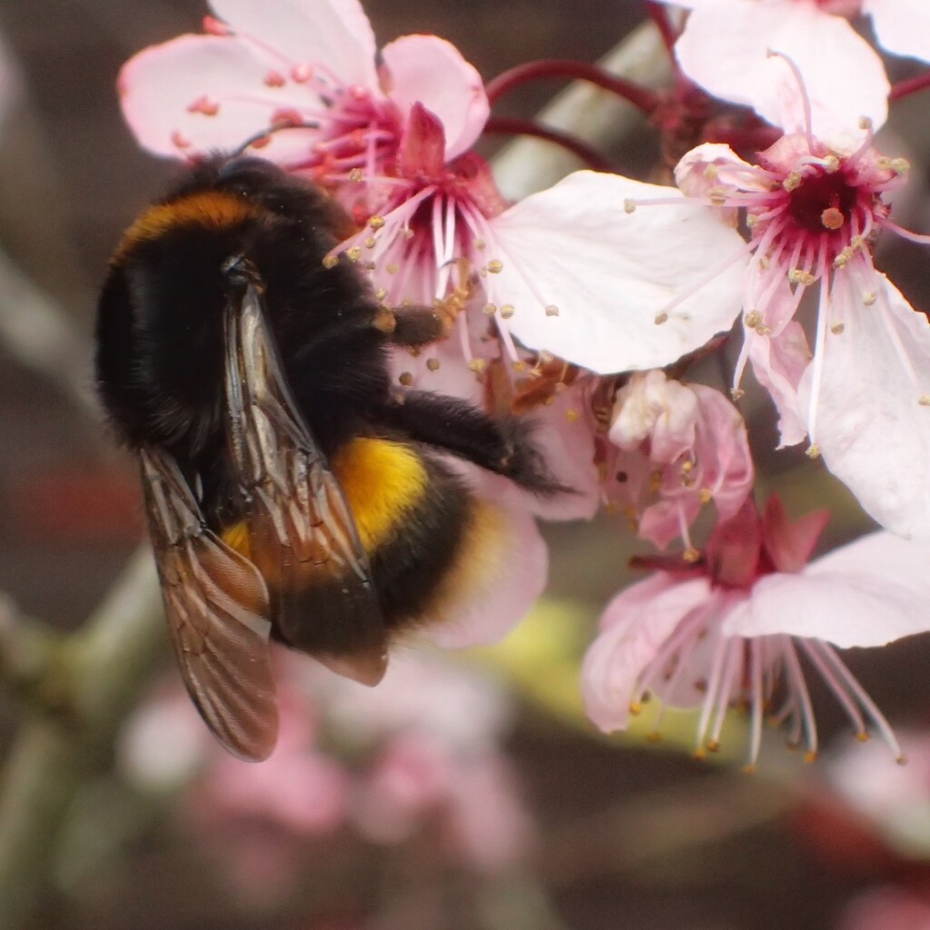 Bee on Blossom by mattjcuk