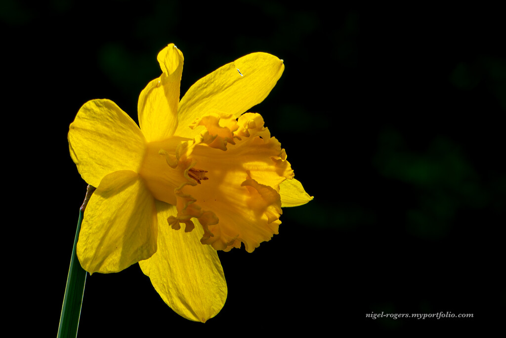 A single daffodil by nigelrogers