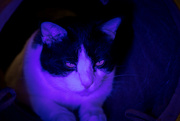 9th Mar 2024 - Sylvester in Purple