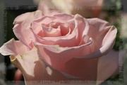 10th Mar 2024 - Pink rose...
