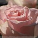 Pink rose... by marlboromaam