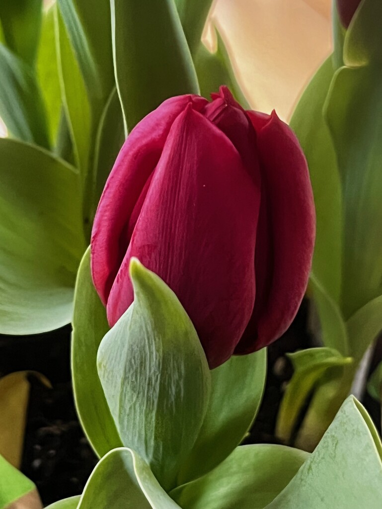 Birthday Tulips by sunnygreenwood