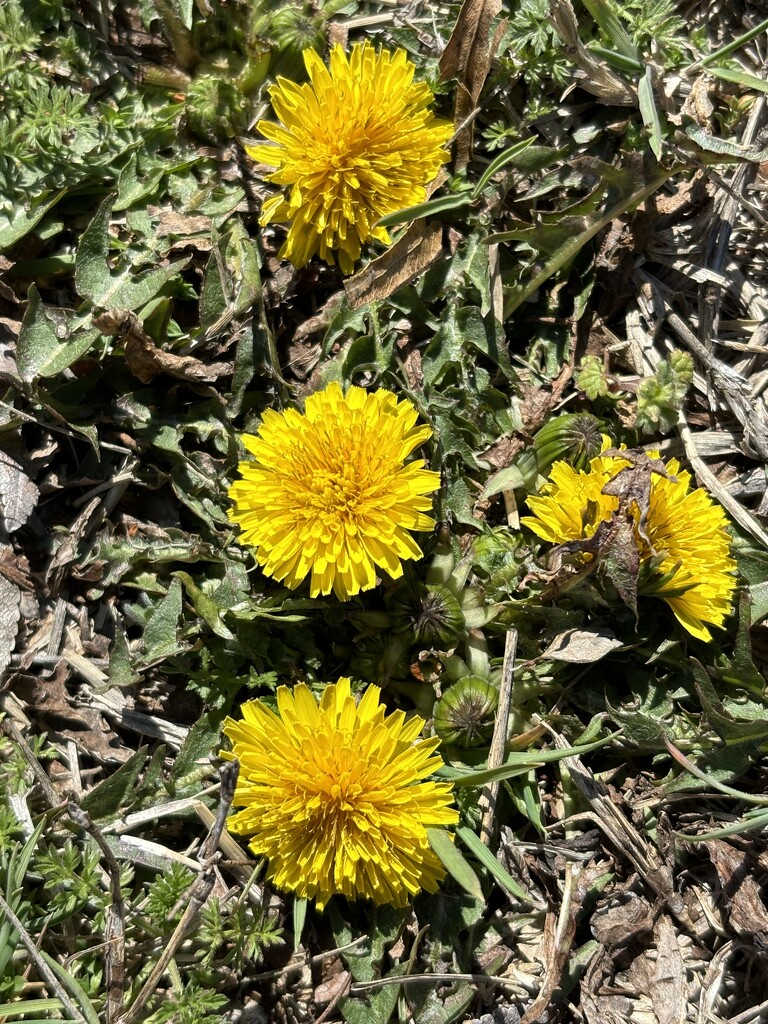 Spring dandelions by pirish