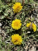 9th Mar 2024 - Spring dandelions