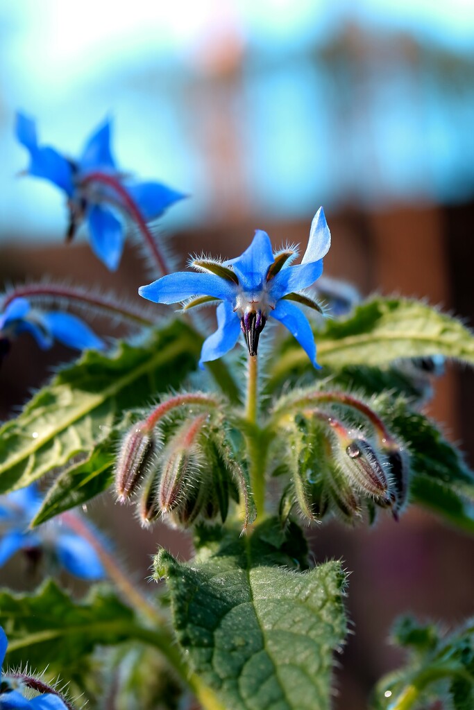 Borage bloom by blueberry1222