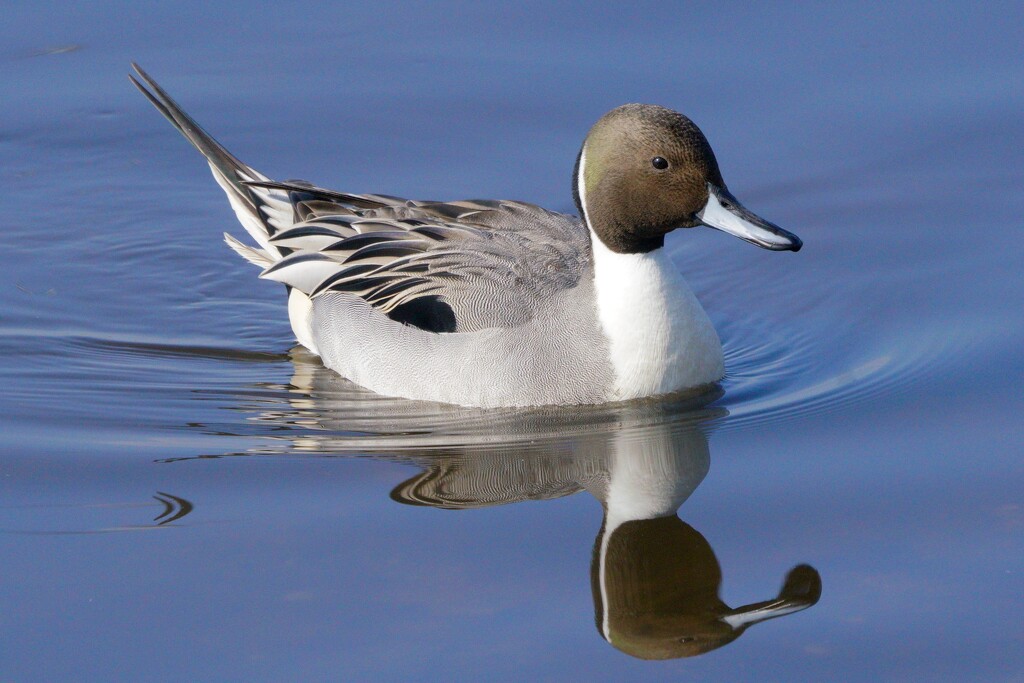 ANOTHER PINTAIL by markp