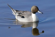 10th Mar 2024 - ANOTHER PINTAIL