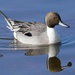 ANOTHER PINTAIL