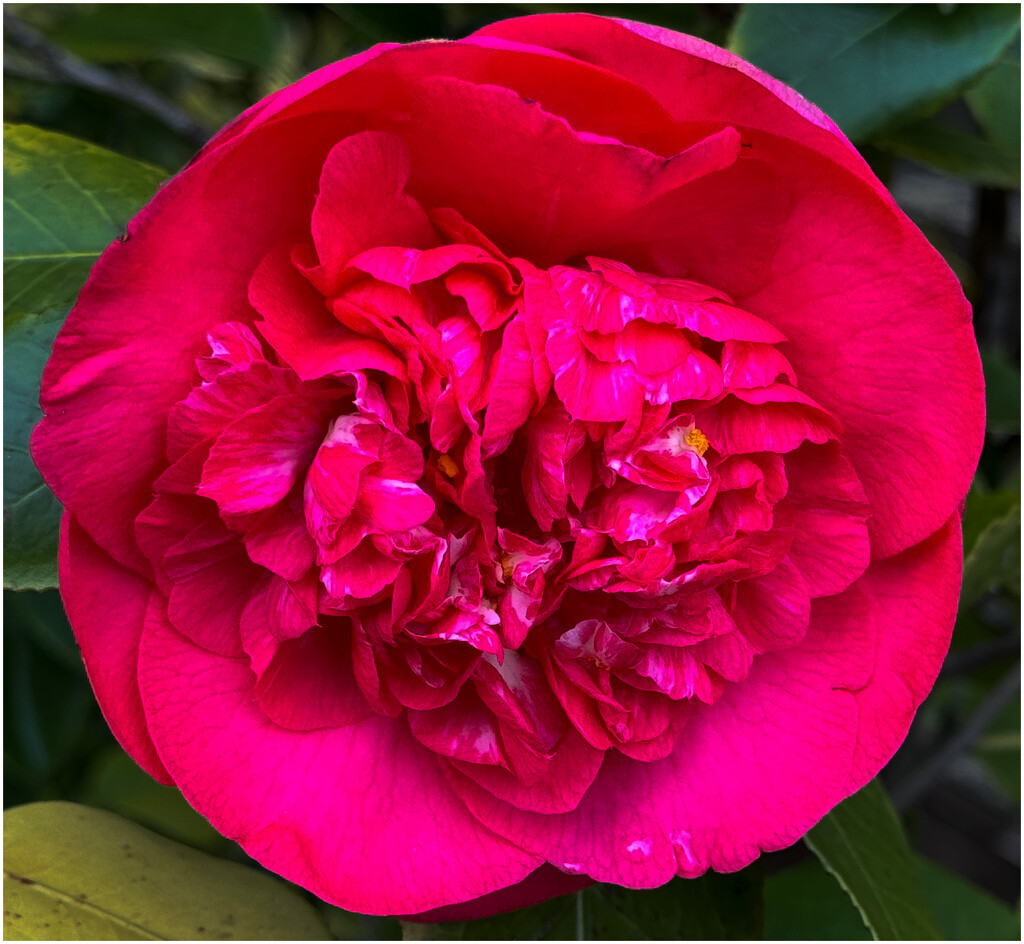 Camellia by clifford