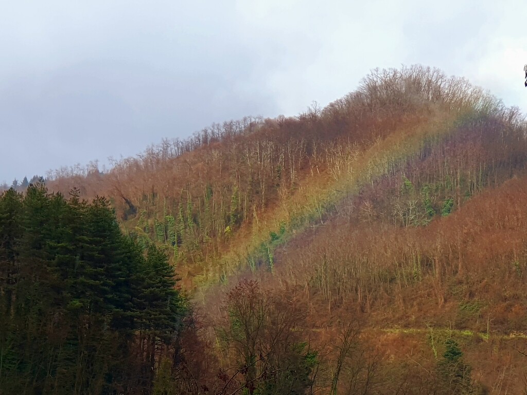 Woodland Rainbow by will_wooderson