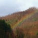 Woodland Rainbow