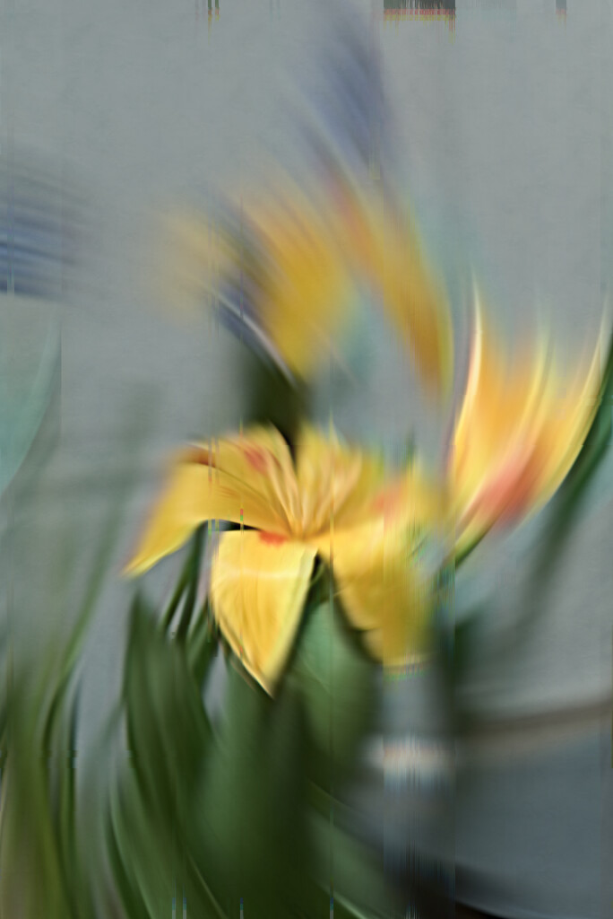Tulips........... by ziggy77