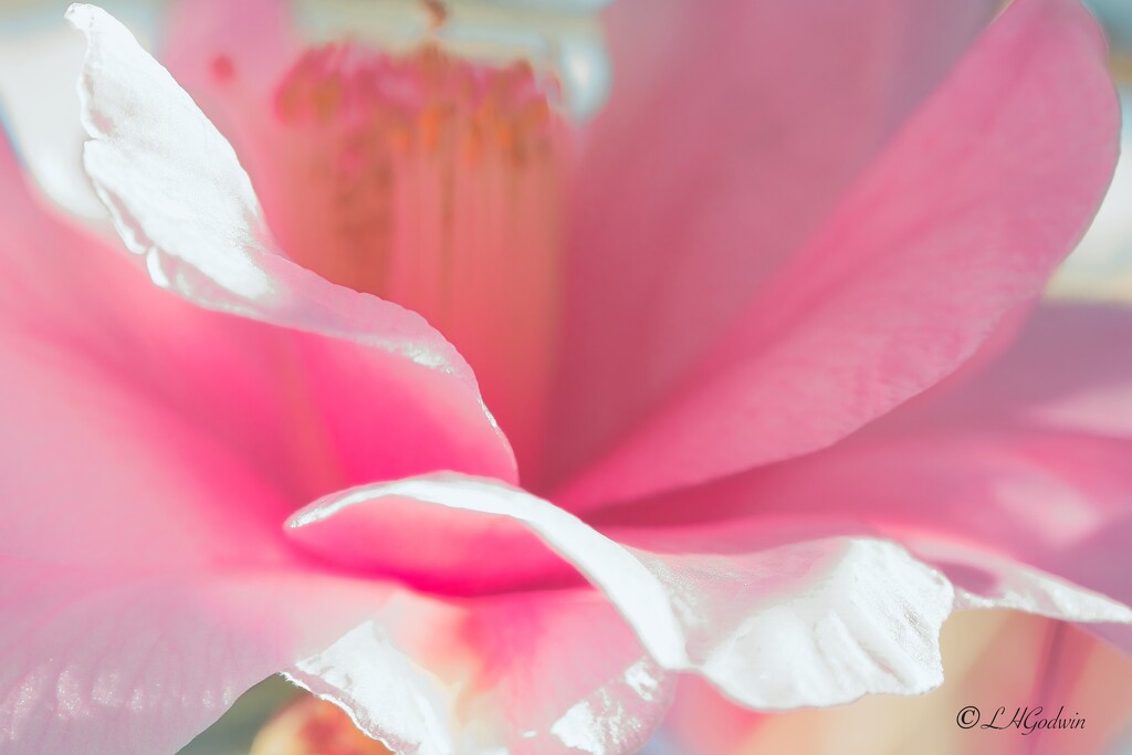 LHG_5526 Inside look Pink camellia by rontu