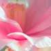 LHG_5526 Inside look Pink camellia by rontu