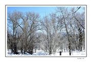 9th Mar 2024 - Frosty Trees