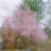 Spring rainstorms and plum blossoms by cristinaledesma33