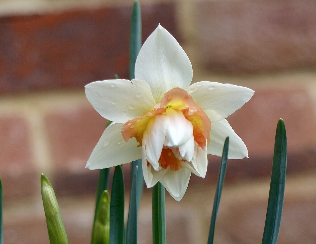 A Most Unusual Daffodil by susiemc