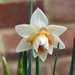 A Most Unusual Daffodil by susiemc