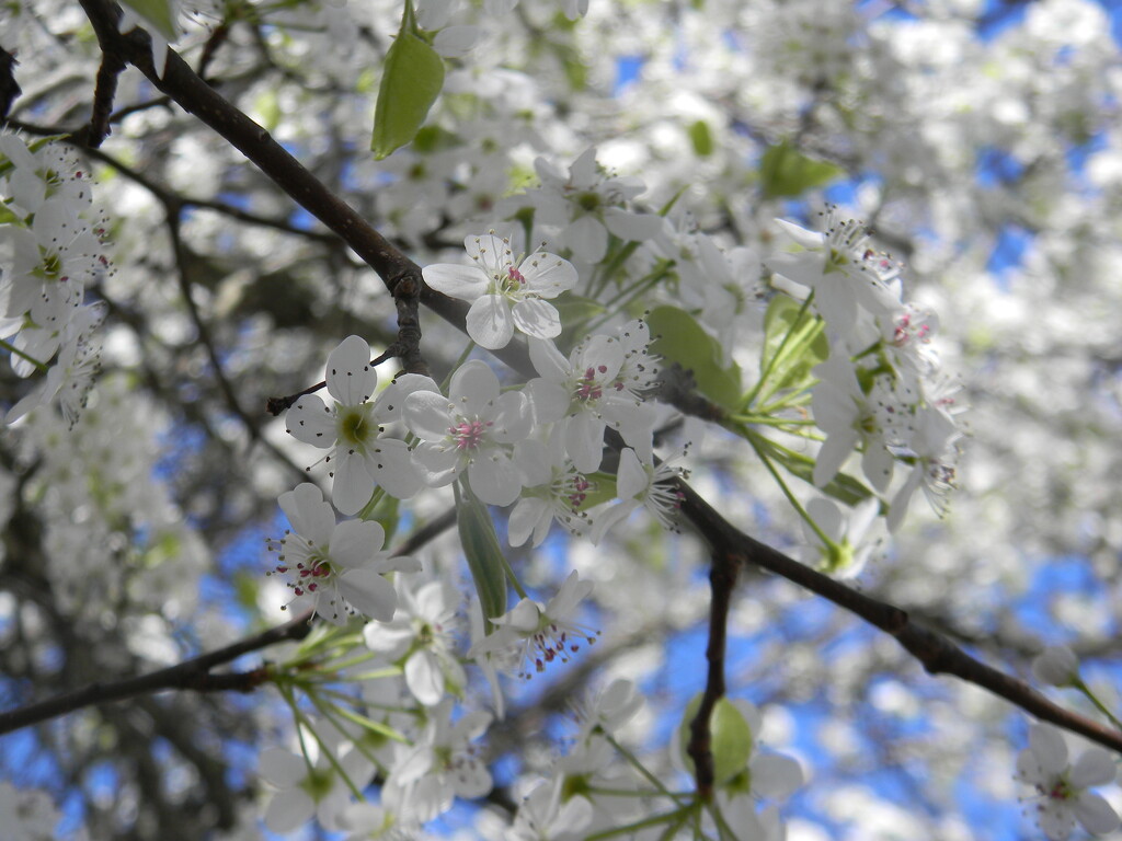Bradford Pear Blossom Flowers  by sfeldphotos