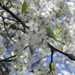 Bradford Pear Blossom Flowers  by sfeldphotos