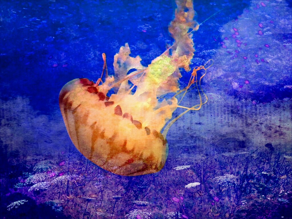 Jellyfish by joysfocus