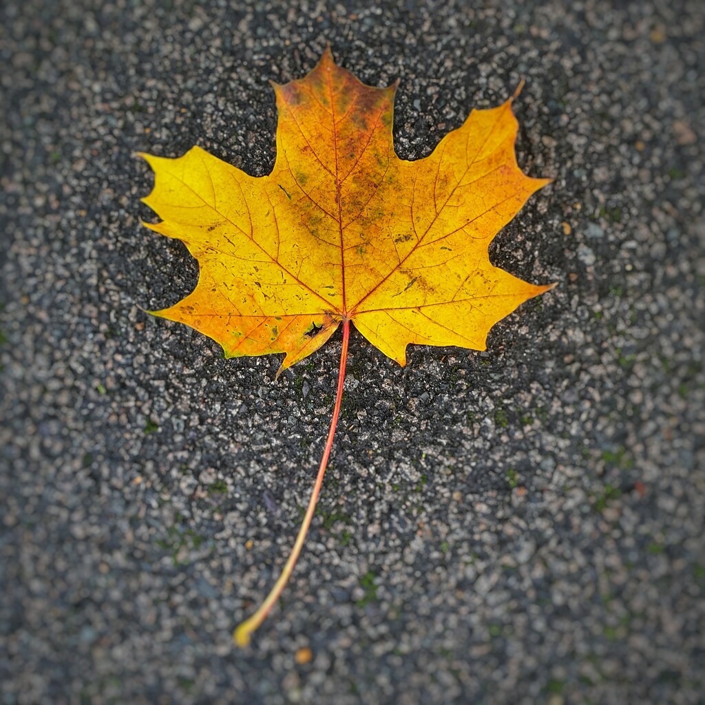 Leaf by johnnyfrs