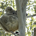 sleepy Ellie by koalagardens