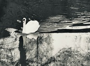 10th Mar 2024 - Swan